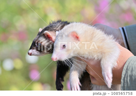 2匹の可愛いフェレットのアップ 108565758