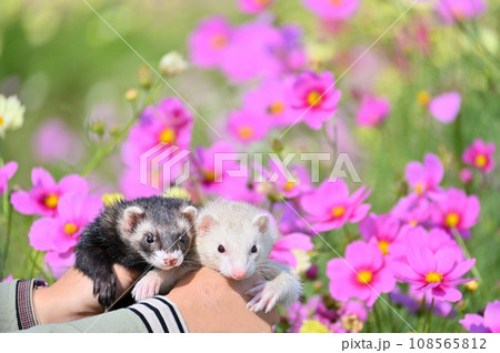 2匹のフェレットとお花畑 2匹のフェレットとお花畑 108565812