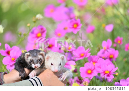 2匹のフェレットとお花畑 108565813
