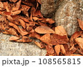 落ち葉1 108565815