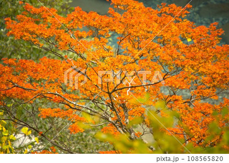 称名川の紅葉 108565820