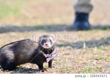 散歩するフェレット 108565871