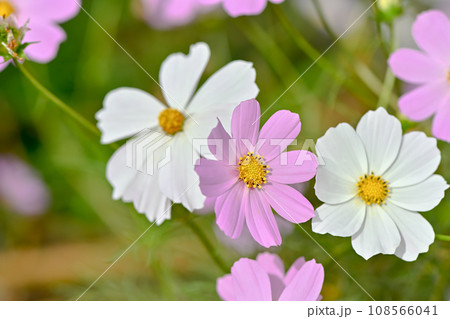 秋の日差しを受けて咲くコスモス 108566041