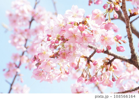 河津桜 河津桜 108566164