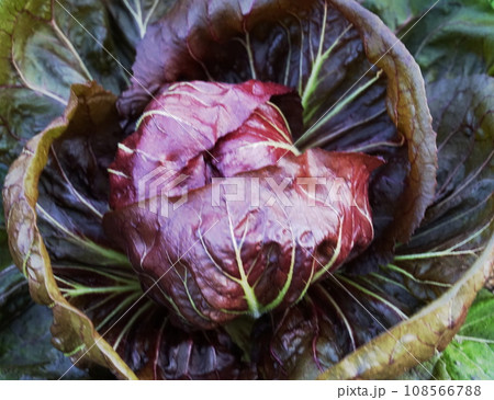 トレビス　野菜　サラダ 108566788