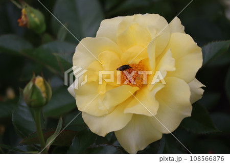虫が中にいる黄色い花びらのサンフレーアという薔薇の花をアップで撮影した風景 108566876