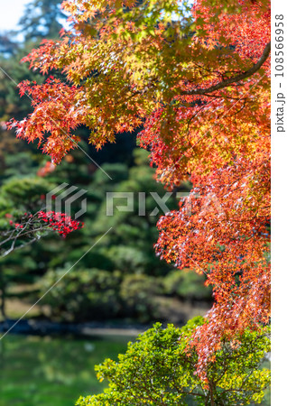 福島県白河市 紅葉の南湖公園 福島県白河市 紅葉の南湖公園 108566958
