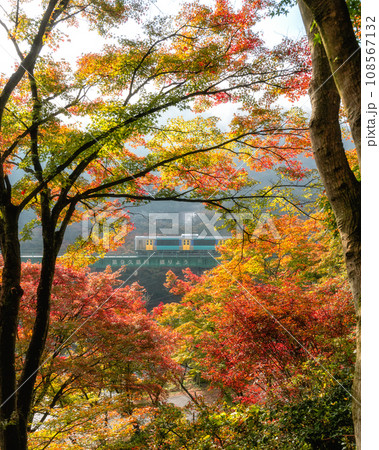 福島県矢祭町 紅葉の矢祭山公園 福島県矢祭町 紅葉の矢祭山公園 108567132