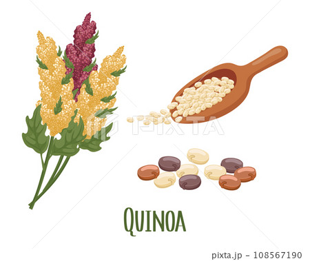 Set of quinoa grains and spikelets. Quinoa plant, quinoa grains in a wooden spoon. Agriculture, food, design elements, vector Set of quinoa grains and spikelets. Quinoa plant, quinoa grains in a wooden spoon. Agriculture, food, design elements, vector 108567190