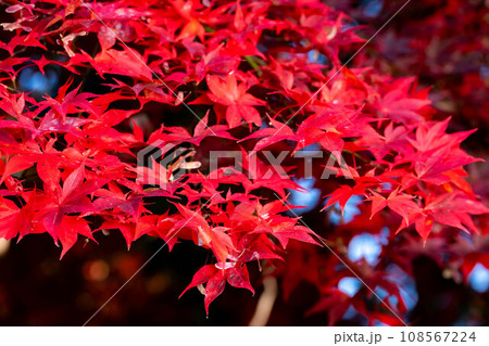 【紅葉素材】シックな雰囲気で撮ったモミジ【長野県】 108567224