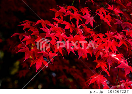 【紅葉素材】シックな雰囲気で撮ったモミジ【長野県】 【紅葉素材】シックな雰囲気で撮ったモミジ【長野県】 108567227