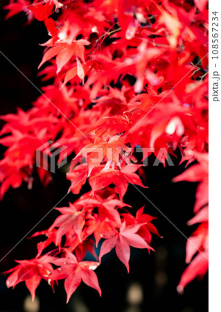【紅葉素材】シックな雰囲気で撮ったモミジ【長野県】 【紅葉素材】シックな雰囲気で撮ったモミジ【長野県】 108567234