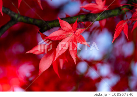 【紅葉素材】シックな雰囲気で撮ったモミジ【長野県】 108567240