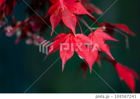 【紅葉素材】シックな雰囲気で撮ったモミジ【長野県】 108567241