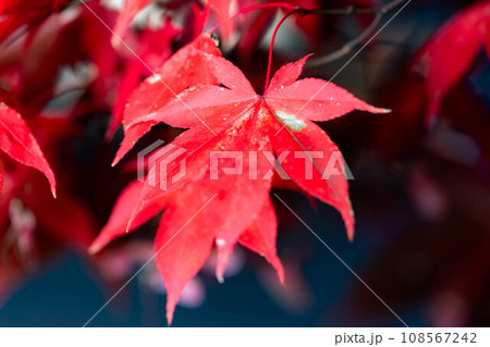 【紅葉素材】シックな雰囲気で撮ったモミジ【長野県】 108567242