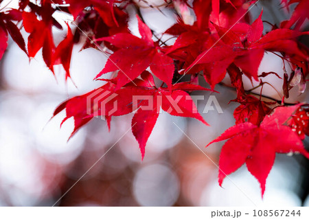 【紅葉素材】シックな雰囲気で撮ったモミジ【長野県】 108567244