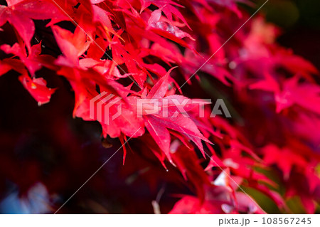 【紅葉素材】シックな雰囲気で撮ったモミジ【長野県】 【紅葉素材】シックな雰囲気で撮ったモミジ【長野県】 108567245