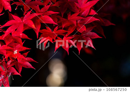 【紅葉素材】シックな雰囲気で撮ったモミジ【長野県】 108567250