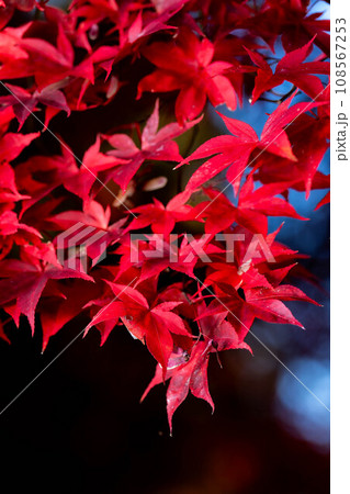 【紅葉素材】シックな雰囲気で撮ったモミジ【長野県】 【紅葉素材】シックな雰囲気で撮ったモミジ【長野県】 108567253