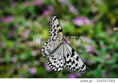 日本に生息する最大級のオオゴマダラがひらひらと舞う風景 108567569
