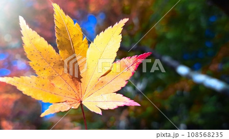 秋の色 紅葉1枚 秋の色 紅葉1枚 108568235