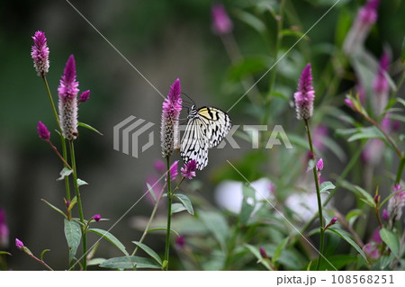 日本に生息する最大級のオオゴマダラがひらひらと舞う風景 108568251