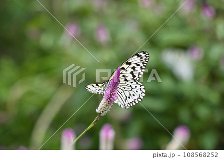 日本に生息する最大級のオオゴマダラがひらひらと舞う風景 108568252