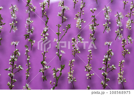 Small branches of apple blossoms on purple background 108568975