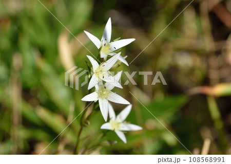 センブリの花 108568991