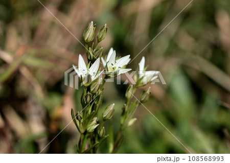 センブリの花 108568993