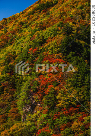 紅葉した山　松本市安曇 108569039