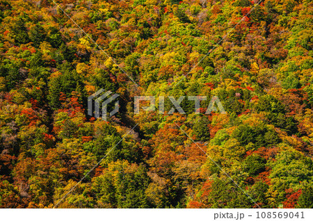 紅葉した山　松本市安曇 108569041