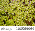 Grail of aquatic plants , duckweed on the water 108569069