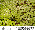 Grail of aquatic plants , duckweed on the water 108569072