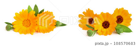 Calendula. Marigold flower with leaf isolated on white background 108570683