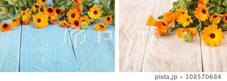 Calendula officinalis. Marigold flower with leaf on blue wooden background with copy space for your text 108570684