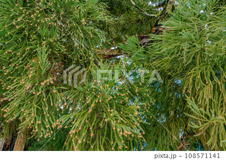 冬の御仏供杉 108571141