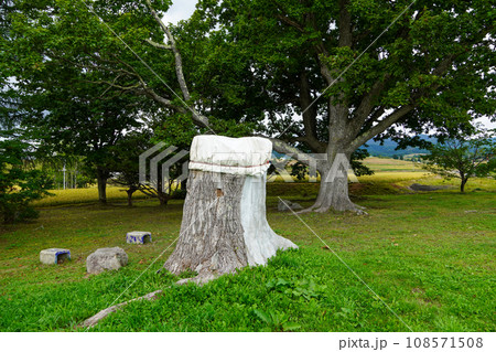 二本になった三本ナラの木 108571508