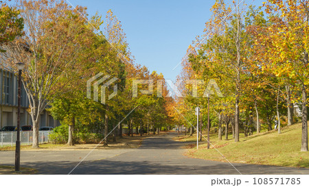 【千葉県千葉市】おゆみ野・四季の道　冬の道 108571785