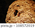 スズメバチ1　（キイロスズメバチ） 108572019