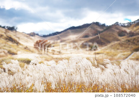 高原のすすき 高原のすすき 108572040