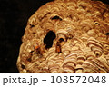 スズメバチ4　（キイロスズメバチ） 108572048