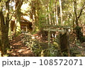 桑の川の鳥居杉1　日本一の鳥居杉（高知県南国市桑ノ川 地主神社） 108572071