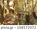 桑の川の鳥居杉2　日本一の鳥居杉（高知県南国市桑ノ川 地主神社） 108572072