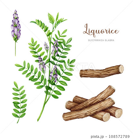 Licorice plant watercolor painted set. Glycyrrhiza glabra botanical illustration. Hand drawn liqourice herb stem, dry roots, flower, leaf elements. Licorice plant detailed set. White background 108572789