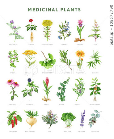 Medicinal herbs botanical set. Watercolor painted illustration. Hand drawn various medicinal plant collection. Ginseng, echinacea, lavender, eucalyptus, eleutero element set. White background 108572790