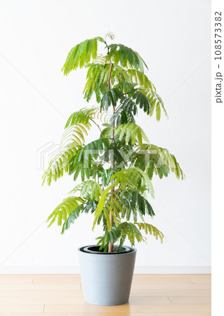 リビンルームにある観葉植物 108573382