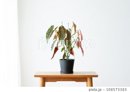 リビンルームにある観葉植物 リビンルームにある観葉植物 108573383