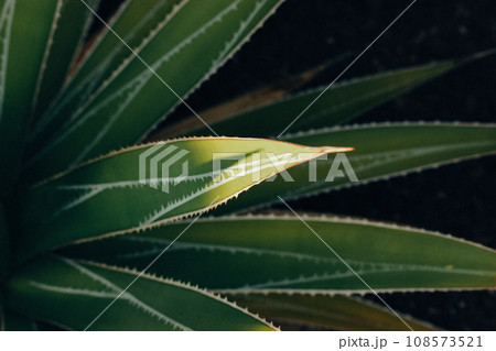 Agave long sharp leaves on dark background. Fresh greens shrub leaves desert ornamental plant in botanical garden. Low key, dark wallpaper with a spot of a sun light on a top of a sharp leaf. 108573521