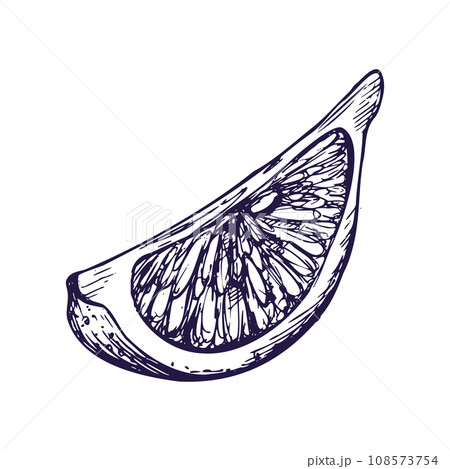 Quarter lemon slice with seeds. Graphic botanical illustration hand drawn in blue ink. Isolated object EPS vector. 108573754